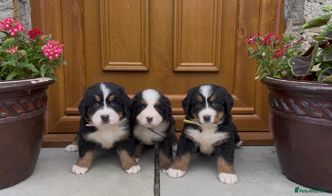 Bernese Mountain Dog dogs for sale: KC Reg Bernese Mountain Dog Puppies - Image 1
