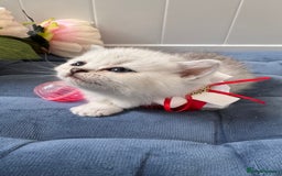 Scottish Fold cats for sale: Scottish Straight Girl  - Image 15