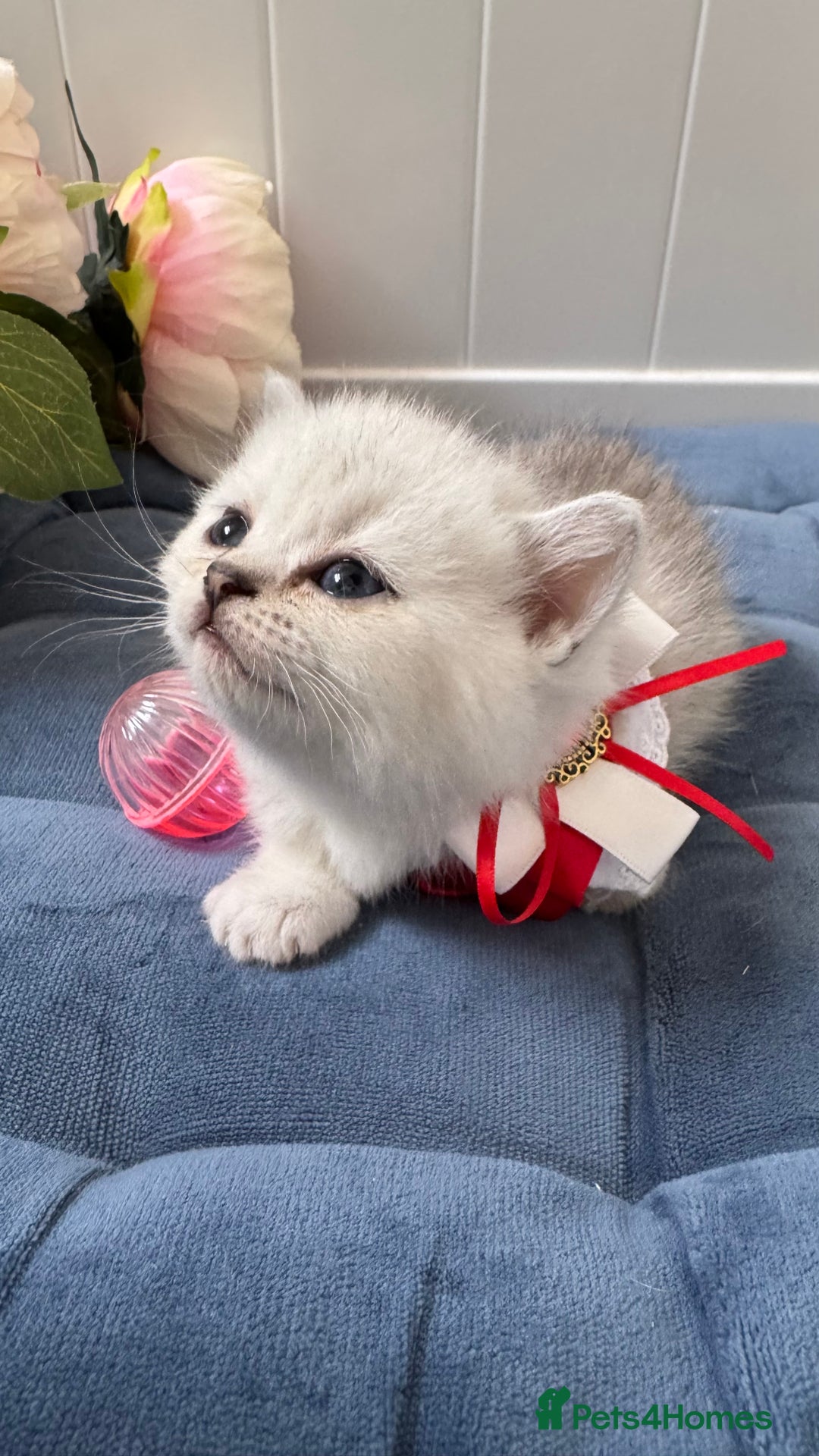 Scottish Fold cats for sale: Scottish Straight Girl  - Image 15
