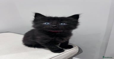 Mixed Breed cats - Advert 15