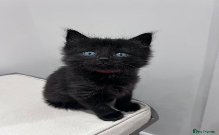 Mixed Breed cats - Advert 9