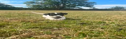Jack Russell dogs for sale: Gorgeous Jack Russell Puppies  - Advert 8