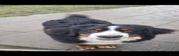Bernese Mountain Dog dogs for sale: Kc reg Bernese girl - Advert 2