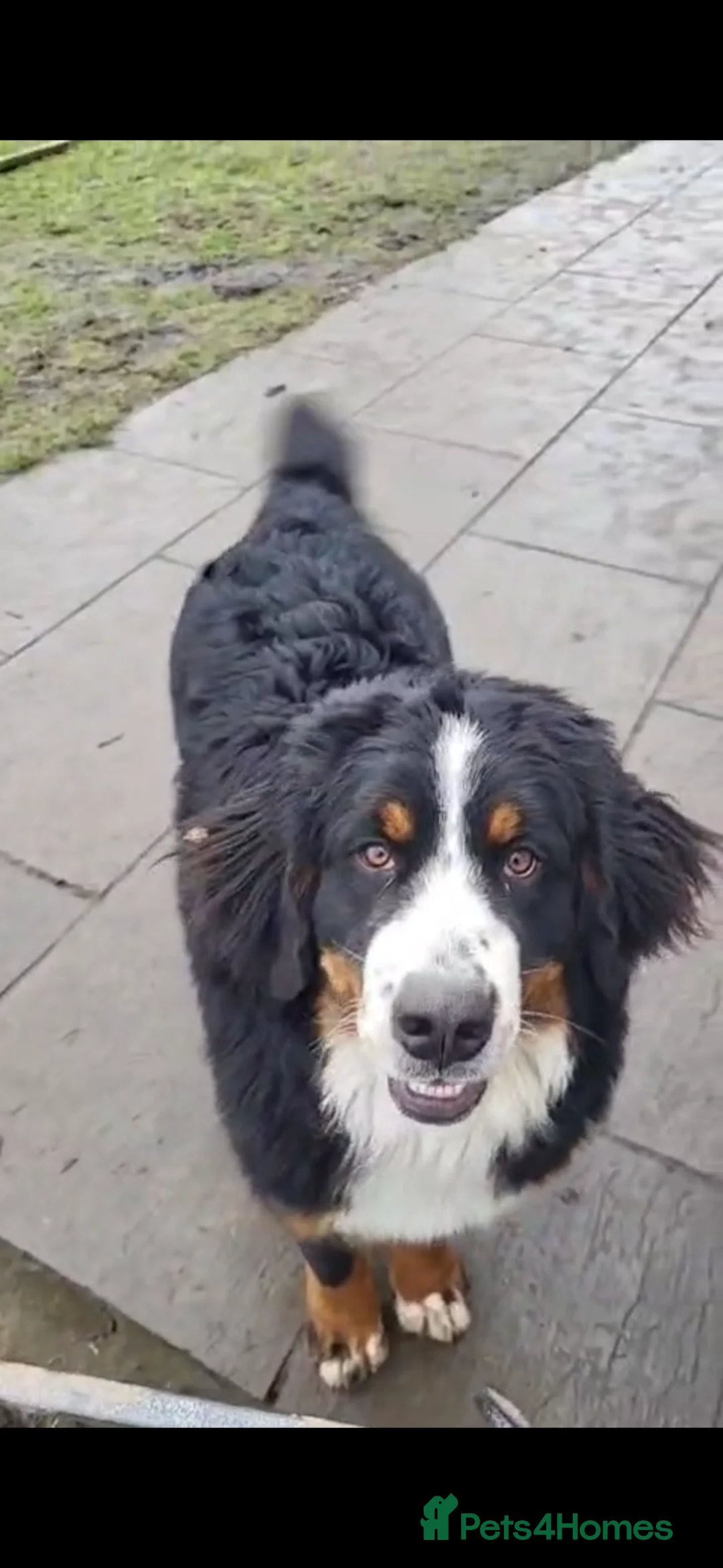 Bernese Mountain Dog dogs for sale: Kc reg Bernese girl - Advert 2