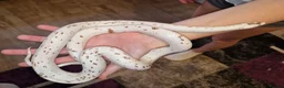Corn Snake reptiles for sale: Female Palmetto Corn snake in Chester - Advert 3