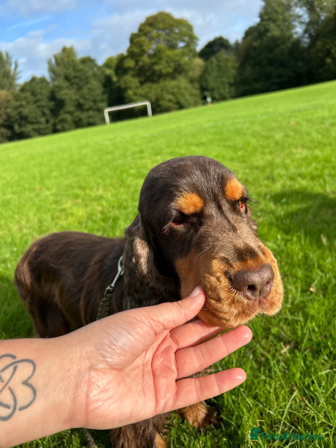 Cocker Spaniel dogs for stud: Chocolate and tan cocker stud  - Image 8