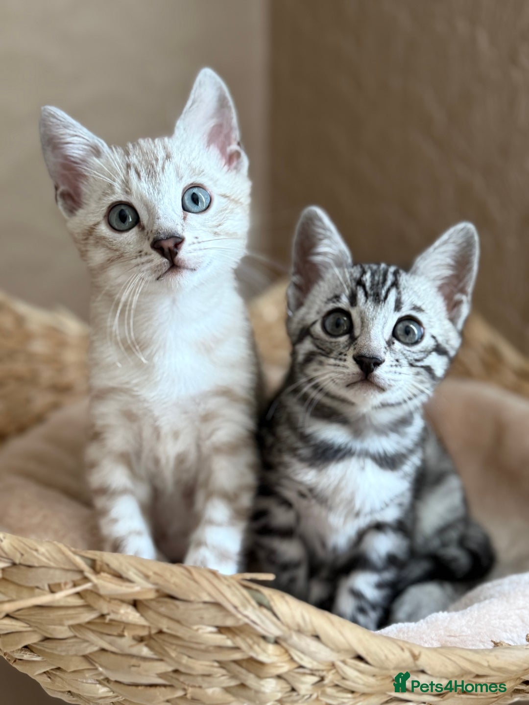 Bengal cats for sale: ⭐️Divine silver black spotted tabby bengal ⭐️ - Advert 25