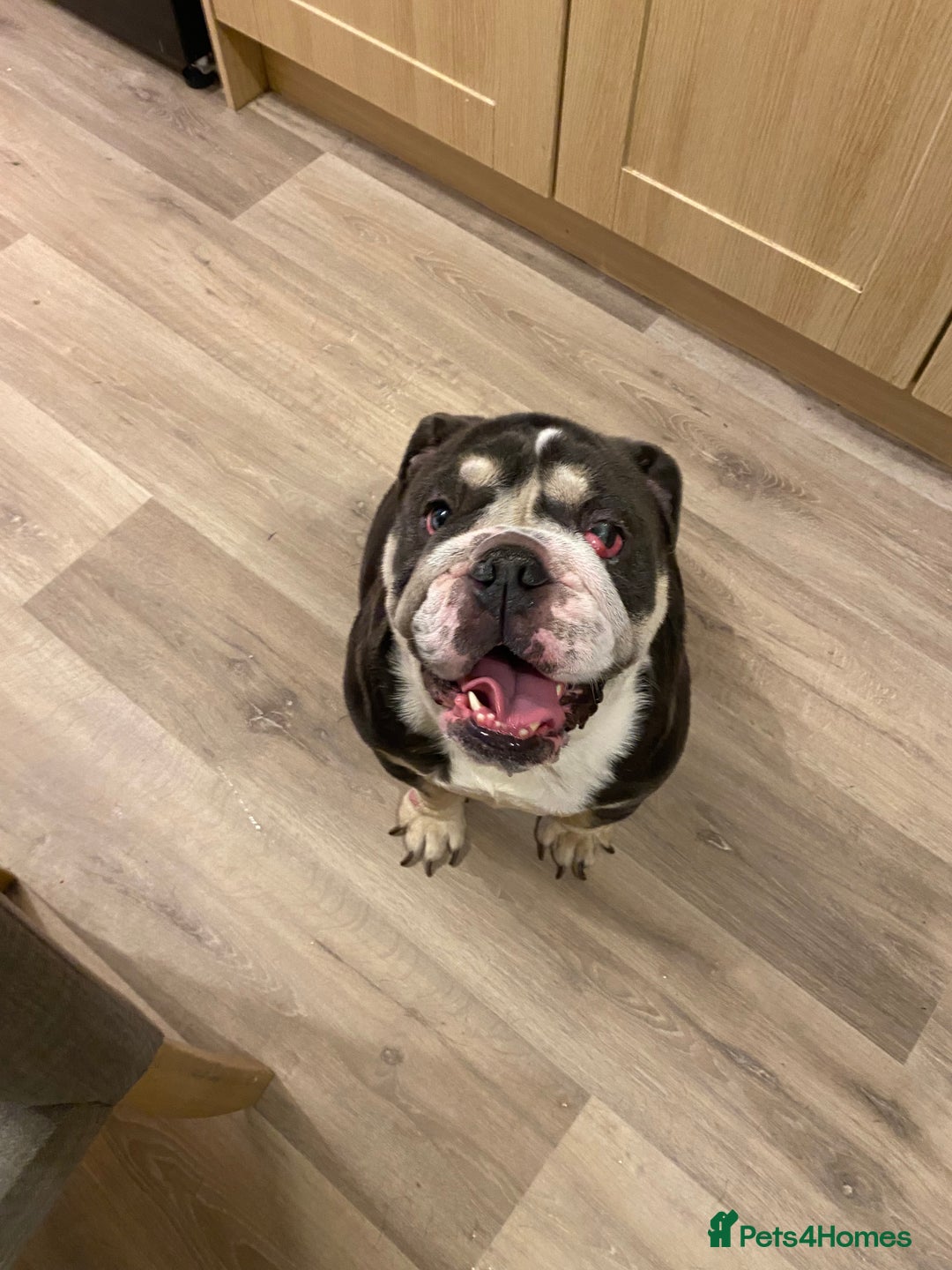 English Bulldog dogs for sale: English bulldog  - Advert 2