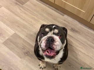 English Bulldog dogs English bulldog - Advert 8