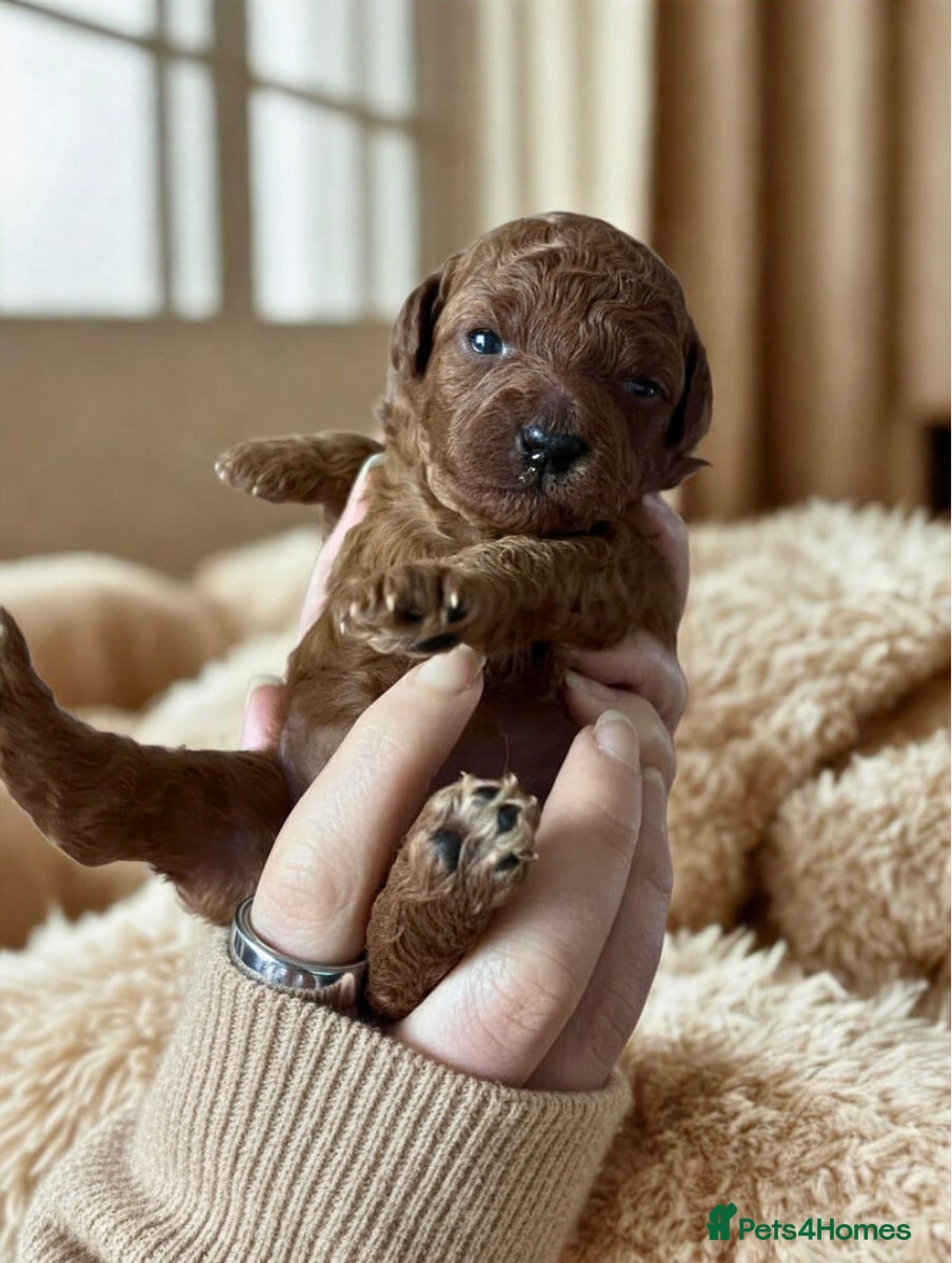 Toy Poodle dogs 100% Asian Toy Poodles 🐩🐩 - Structure & Colour - Advert 16