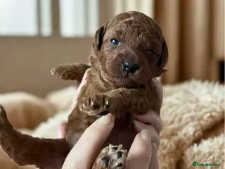 Toy Poodle dogs 100% Asian Toy Poodles 🐩🐩 - Structure & Colour - Advert 16