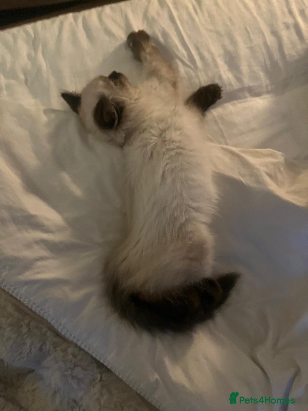 Ragdoll cats for sale: Cute ragdoll kitten - last girl left - Advert 3