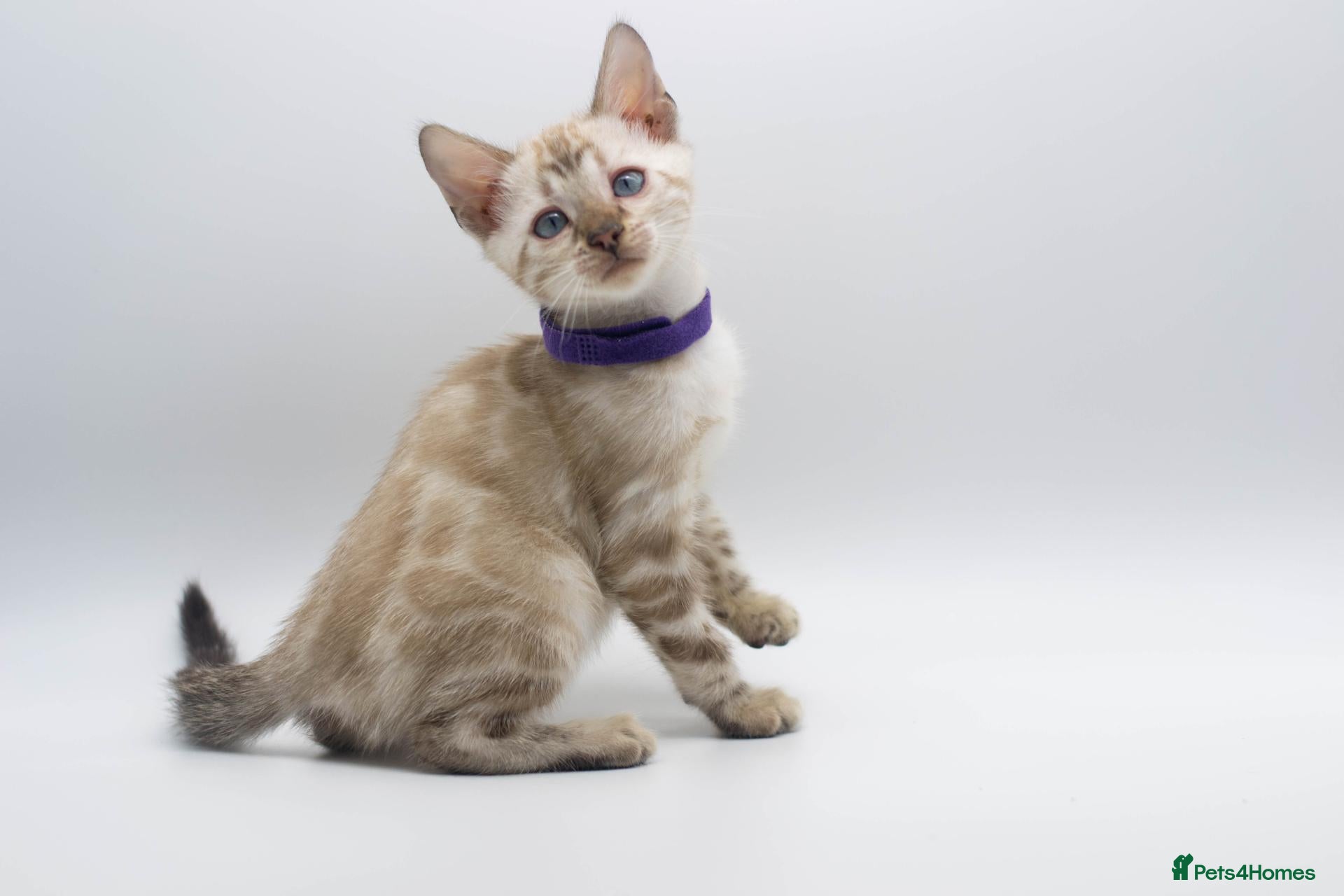 Bengal cats for sale: Stunning TICA Registered Bengal Kittens - Advert 1