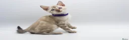 Bengal cats for sale: Stunning TICA Registered Bengal Kittens - Advert 9