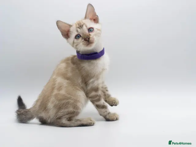 Bengal cats for sale: Stunning TICA Registered Bengal Kittens - Advert 3