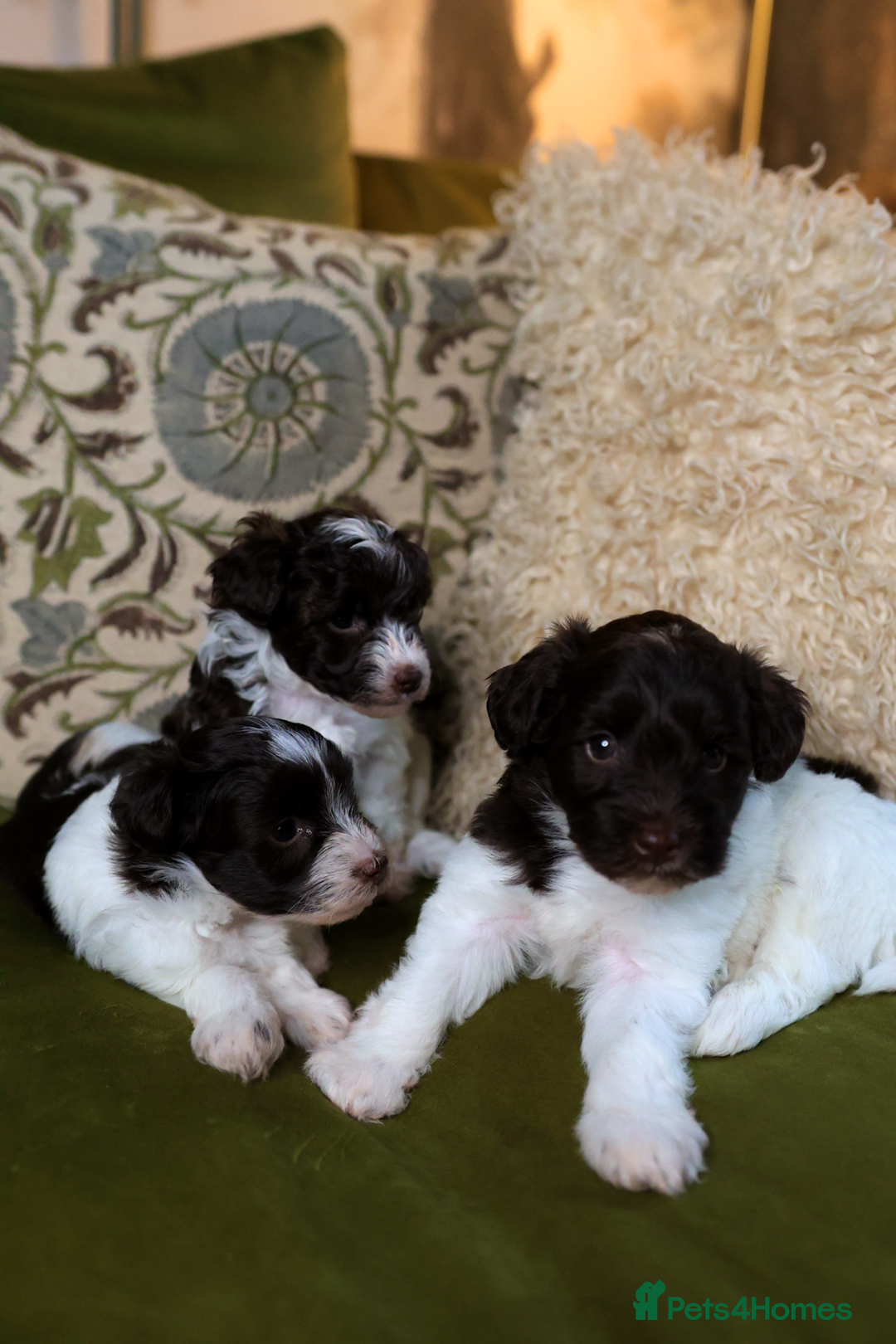 Mixed Breed dogs for sale: Adorable Schnoodle puppies  - Image 13