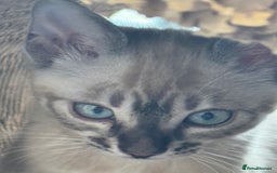 Bengal cats for sale: Beautiful Bengal Kittens Tica Registered 🌈🐾 - Image 14