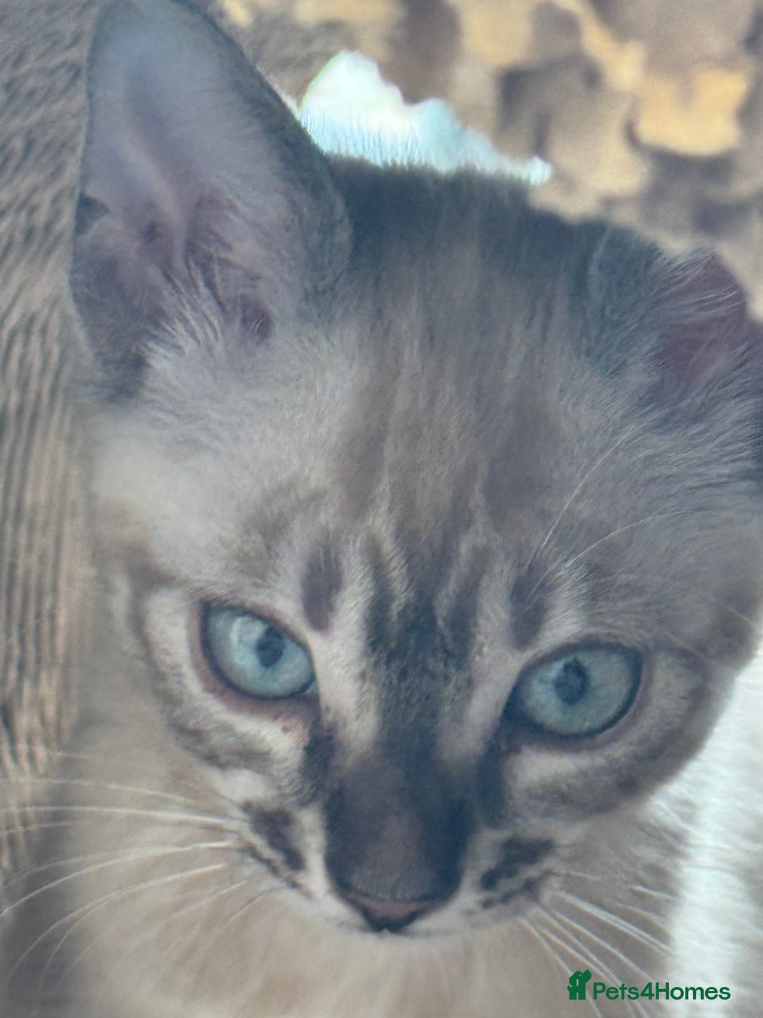 Bengal cats for sale: Beautiful Bengal Kittens Tica Registered 🌈🐾 - Image 14