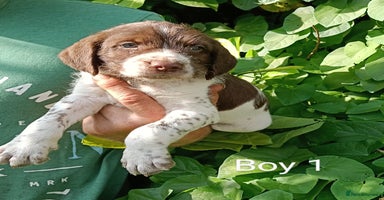 Mixed Breed dogs - Advert 7