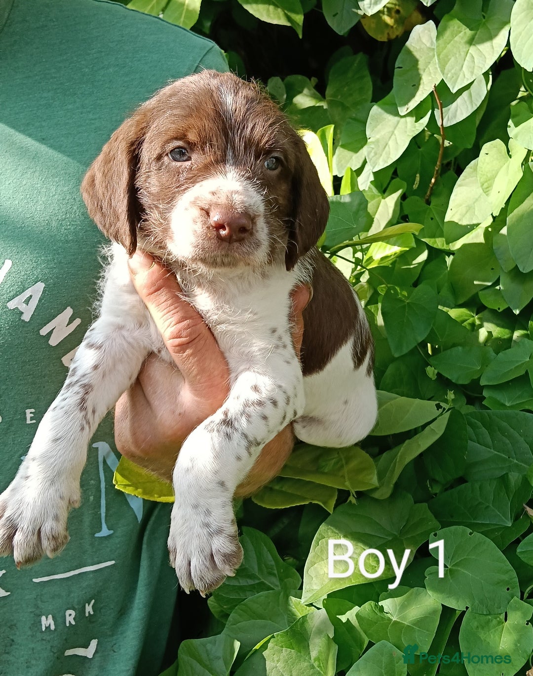 Mixed Breed dogs for sale: New Norfolk Spaniels- Ready Now - Image 10