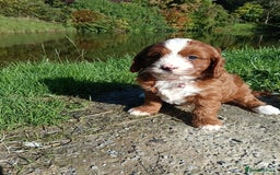 Cavapoo dogs for sale: Scrumptious Cavapoo puppies- Dad PRA tested - Image 7