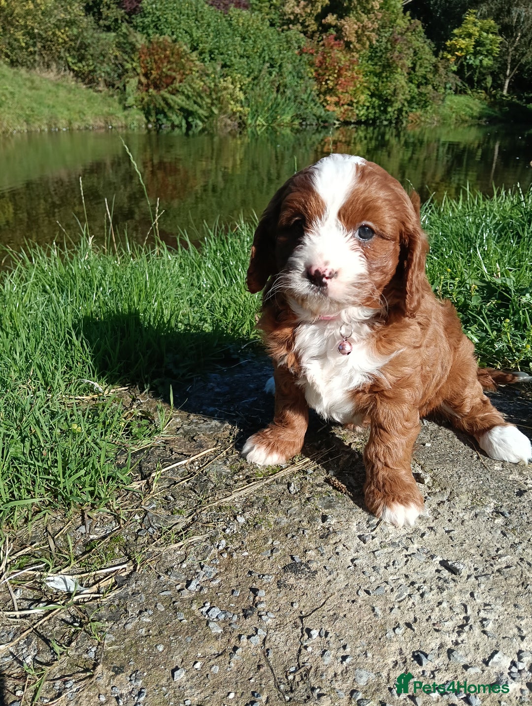 Cavapoo dogs for sale: Scrumptious Cavapoo puppies- Dad PRA tested - Image 7