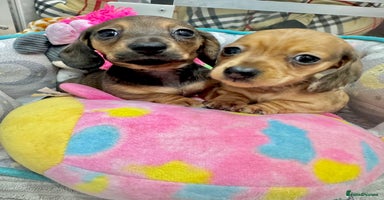 Miniature Dachshund dogs - Advert 13