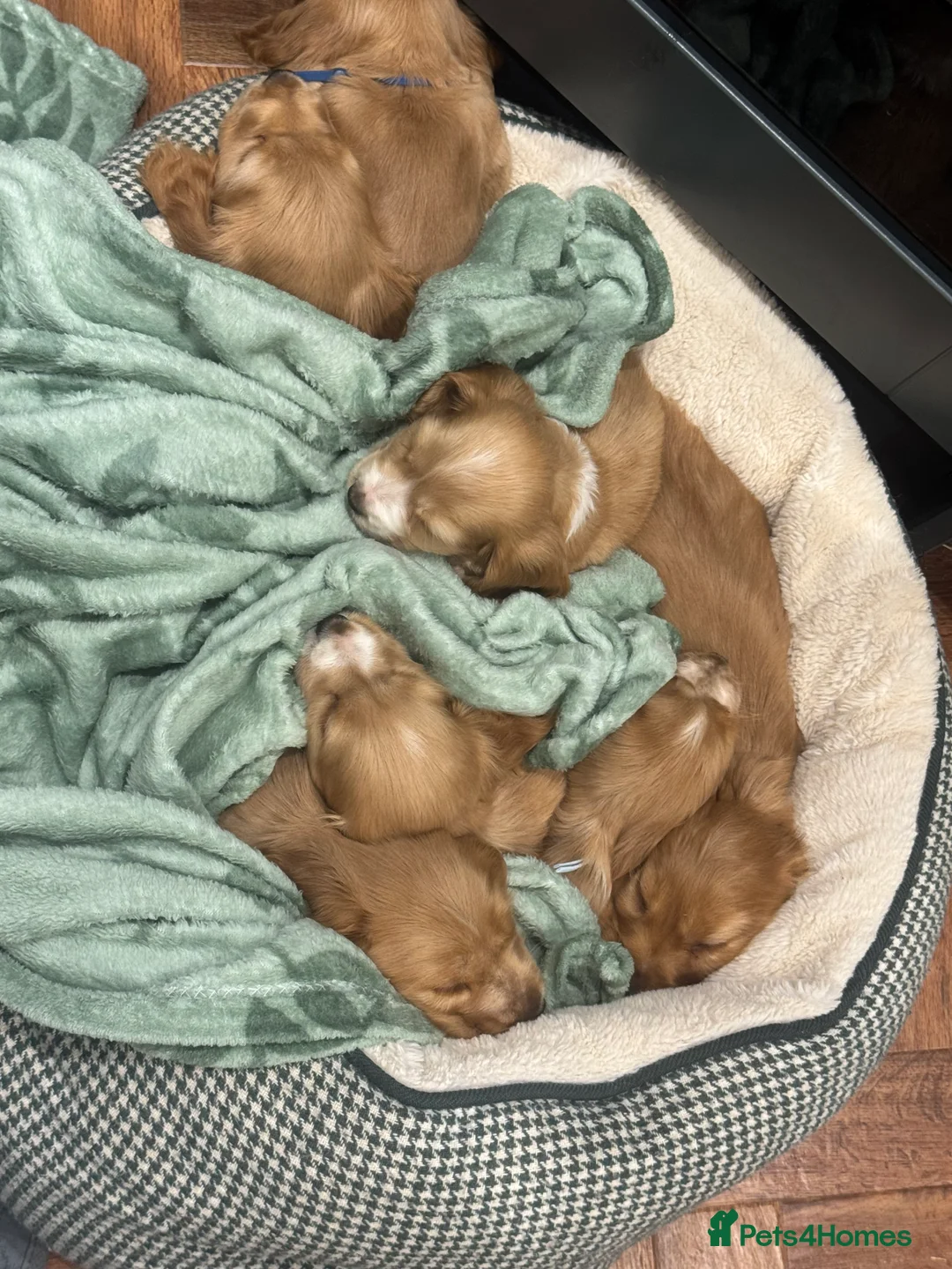 Cocker Spaniel dogs for sale: Gorgeous golden Show Cocker spaniel Litter  - Advert 5