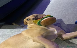 Labrador Retriever dogs for sale: My Boy Lenny - Labrador  - Image 27
