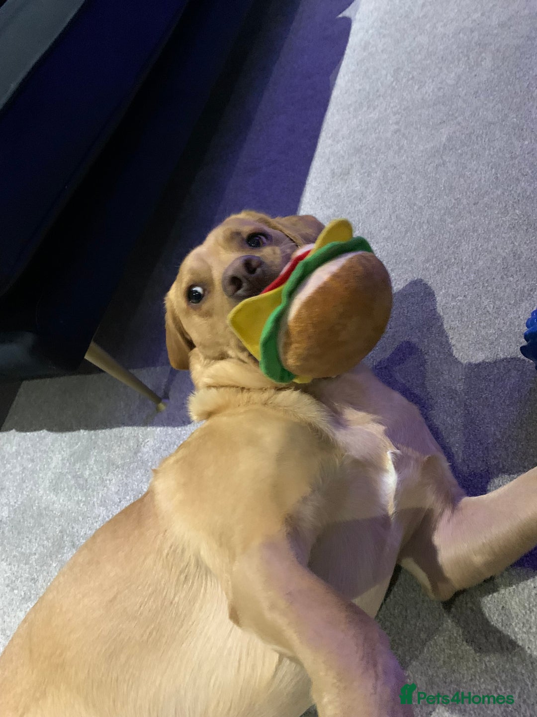 Labrador Retriever dogs for sale: My Boy Lenny - Labrador  - Image 27