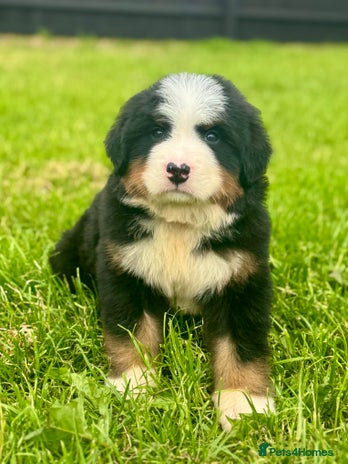 Bernese Mountain Dog dogs - Advert 3