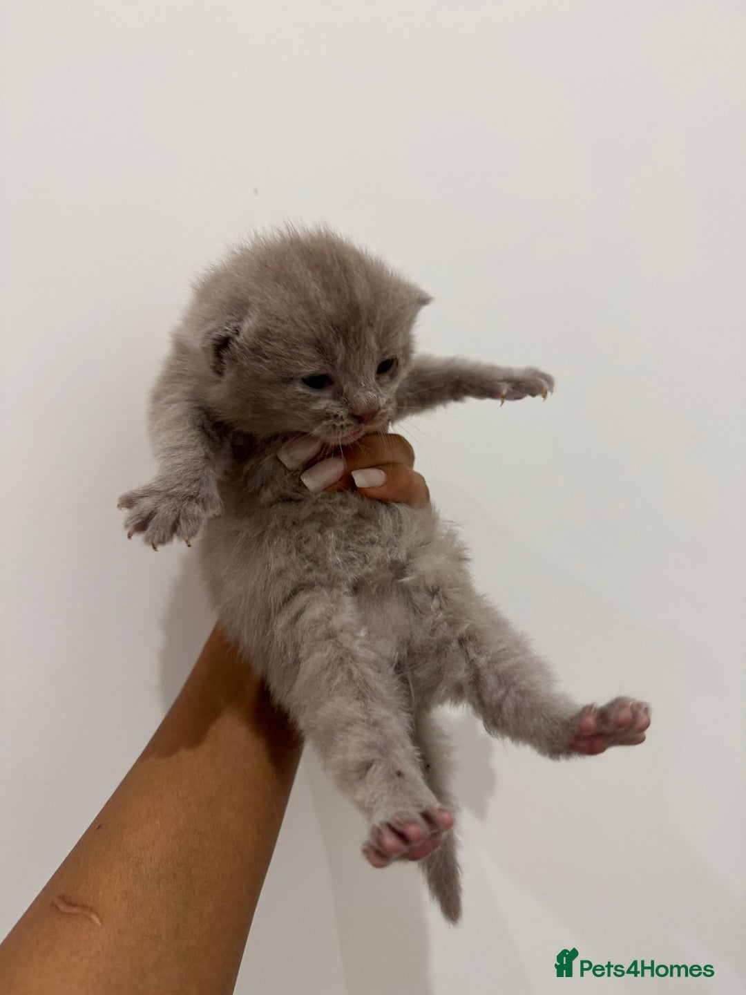 Munchkin cats for sale: beautiful short legged munchkins - Advert 5