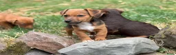 Jack Russell dogs for sale: Three gorgeous jack russell pups  - Advert 9