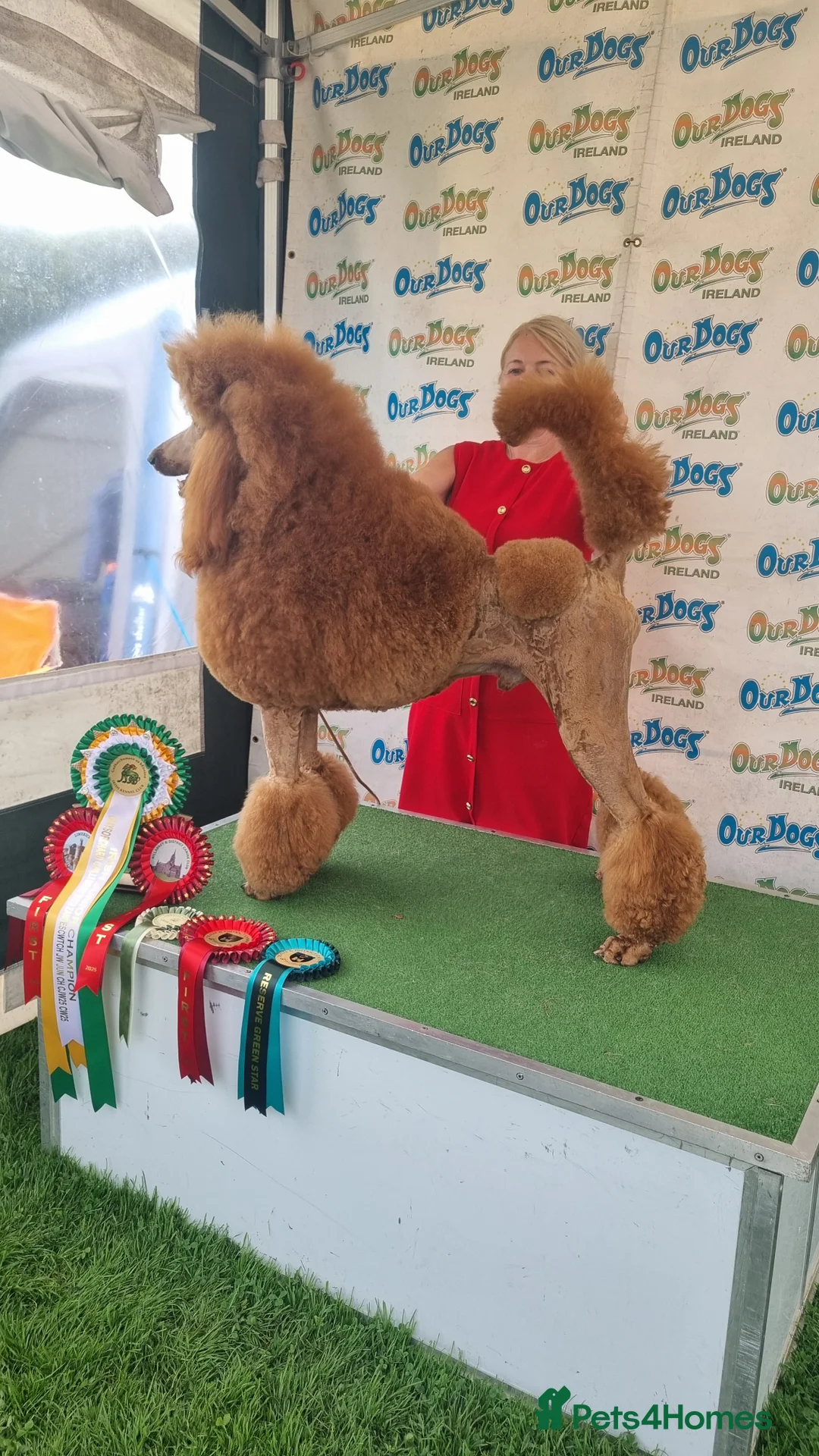 Standard Poodle dogs for sale: Exquisite St Poodle Puppies From Fully Health Test - Advert 6