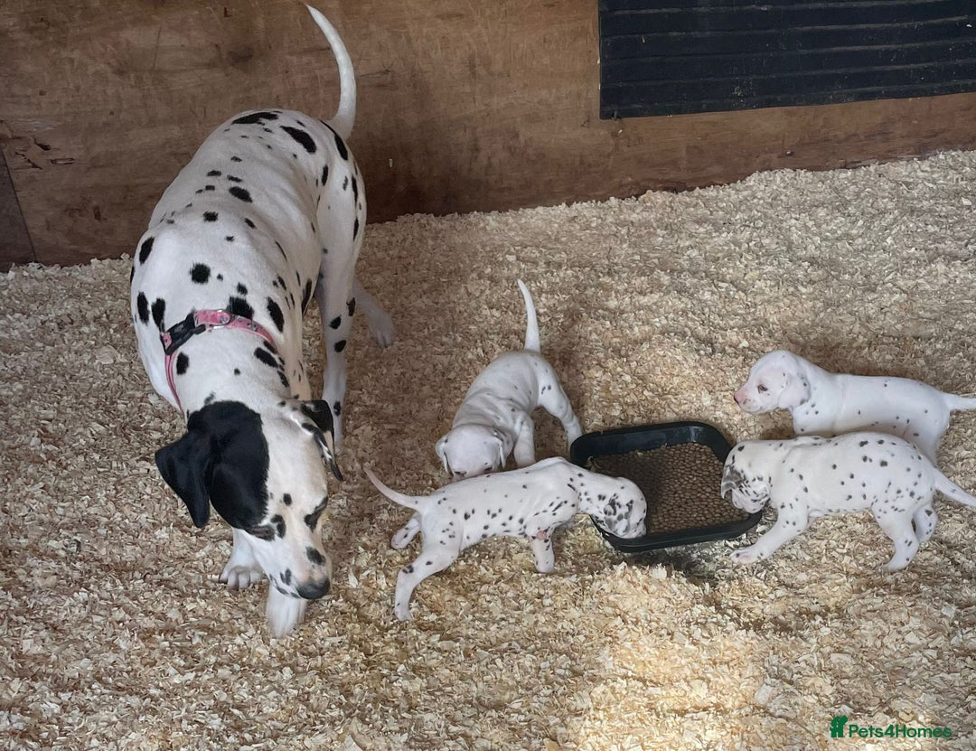 Dalmatian dogs for sale: Stunning litter of 6 Dalmatian puppies  - Image 10