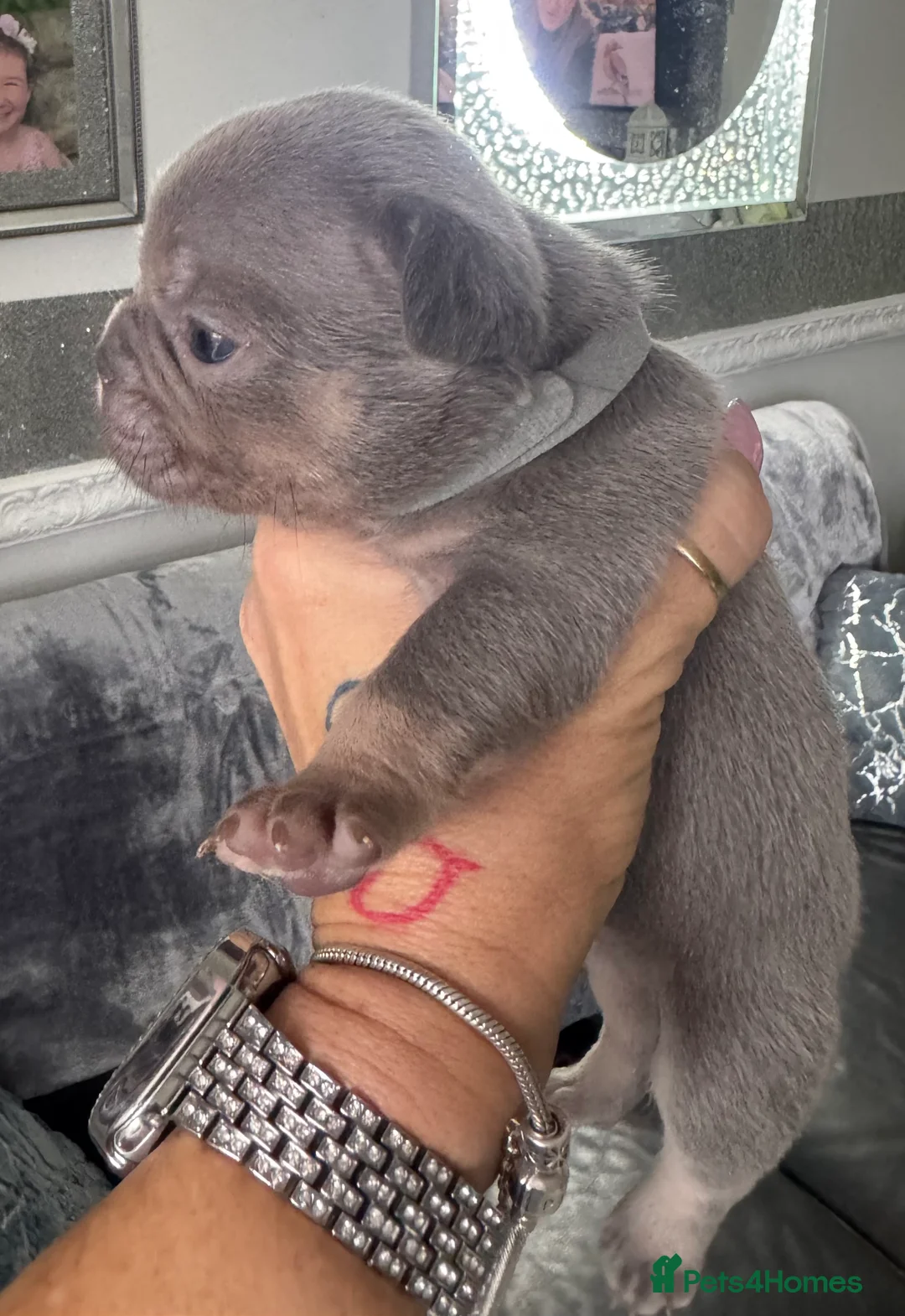 French Bulldog dogs for sale: Out standing french bulldogs merles carry fluffy - Advert 30