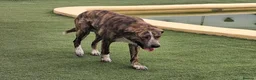 Mixed Breed dogs for adoption: Meet Leo 🥰 the gentle gient 🐶🐾 - Advert 9