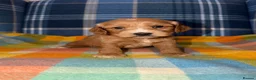 Cockapoo dogs for sale: 🧡💛💚Stunning Cockapoo Puppies - Ready 25th May - Advert 9