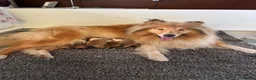 Rough Collie dogs for sale: KC Registered sable and white rough collie puppies - Advert 1
