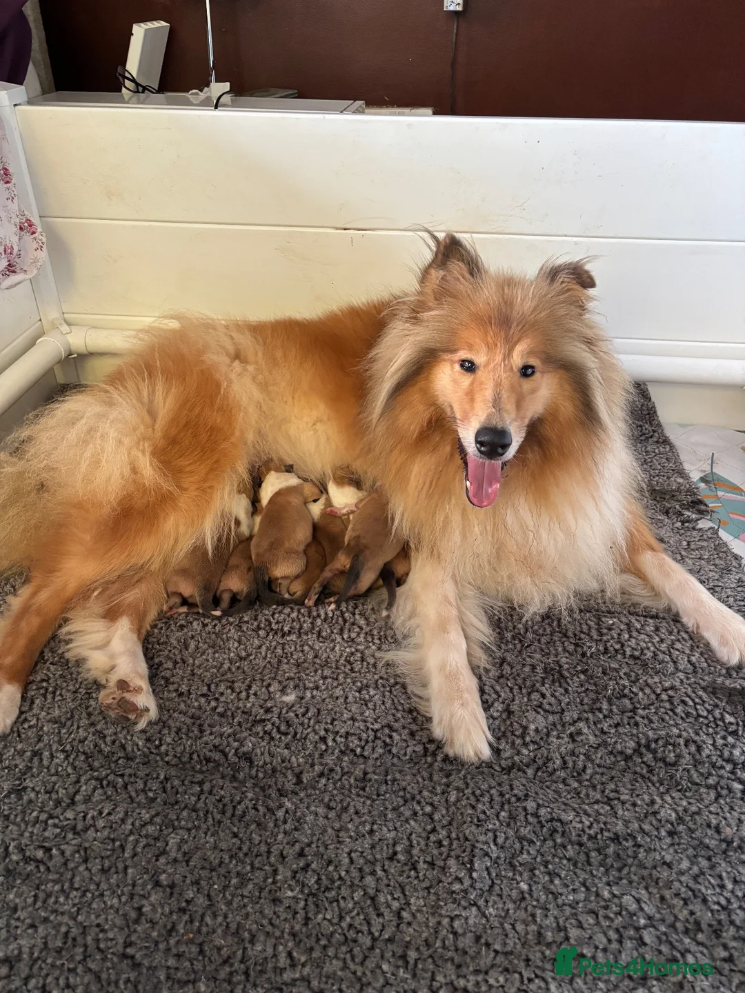 Rough Collie dogs for sale: KC Registered sable and white rough collie puppies - Advert 1