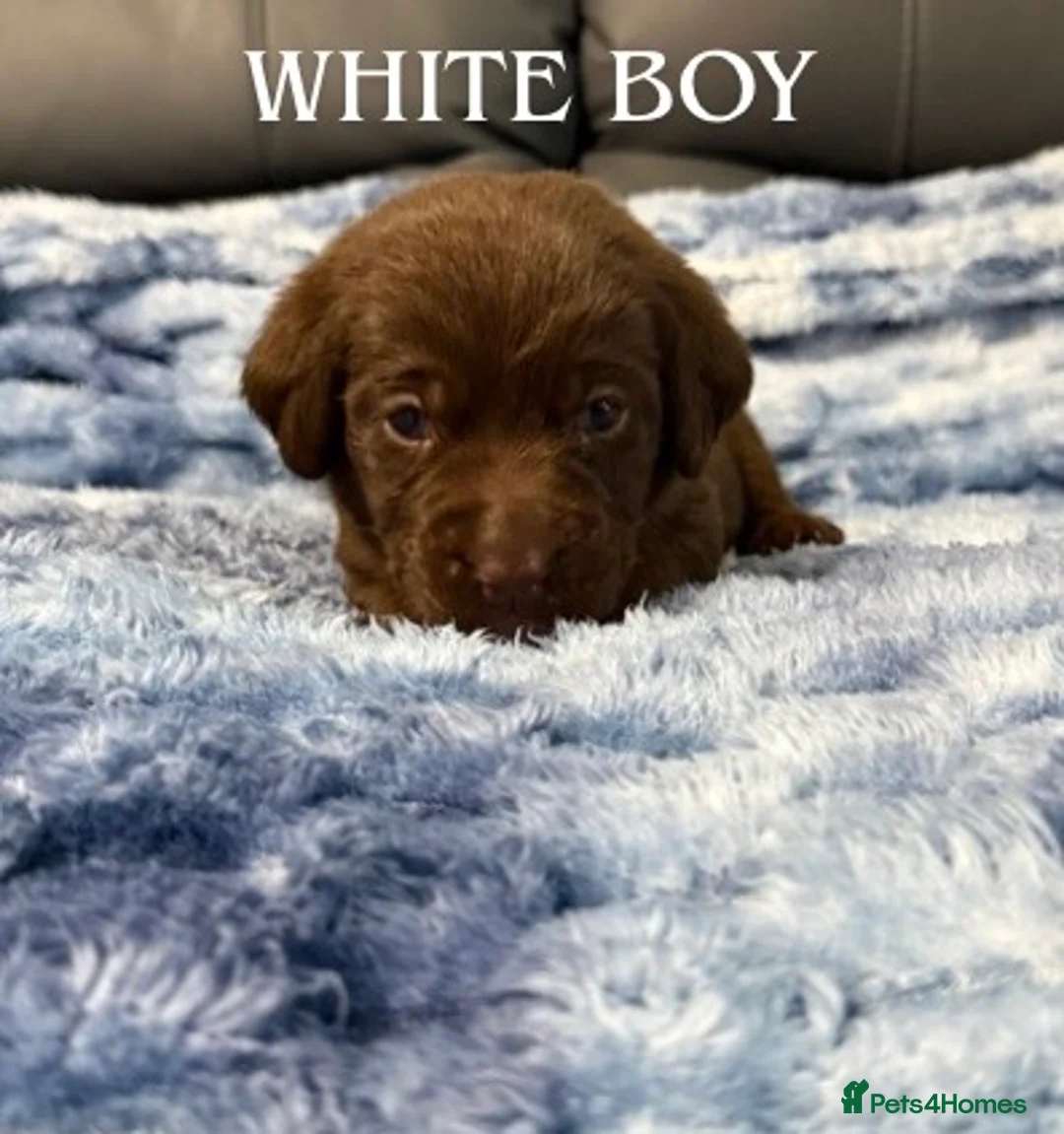 Labrador Retriever dogs for sale: STUNNING CHOCOLATE LABRADOR PUPPIES!!!! - Advert 5