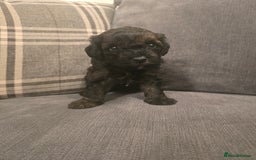 Cavapoo dogs for sale: Cavapoo puppies  - Image 10