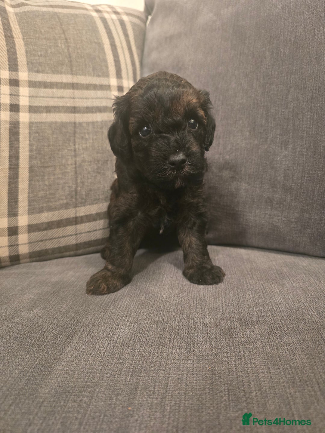 Cavapoo dogs for sale: Cavapoo puppies  - Image 10