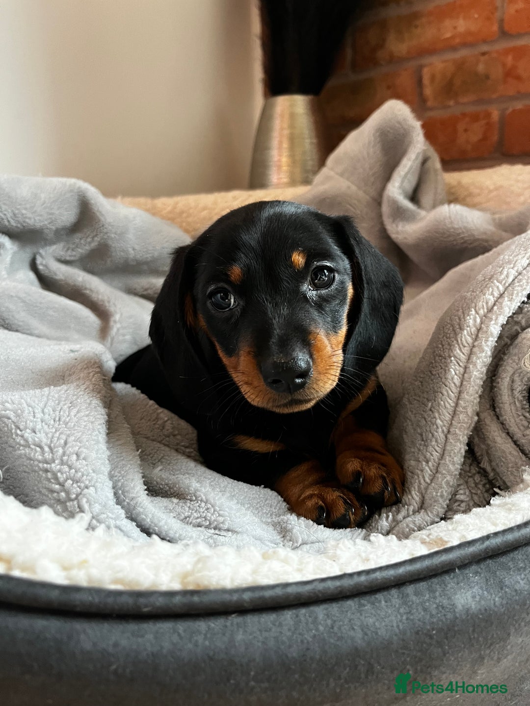 Dachshund dogs for sale: 4 Beautiful Dachshund Puppies - Image 1