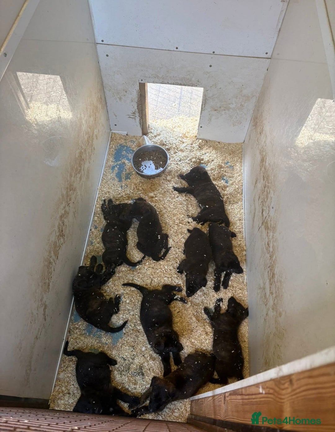 Mixed Breed dogs for sale: Dutch herder x German Shepherd pups - Image 7