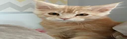 Maine Coon cats for sale: XL TICA Maine coon kittens - Advert 31