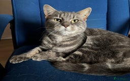 Domestic Shorthair cats for sale: A sad rehome - Advert 1