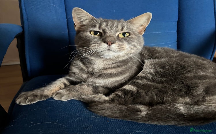 Domestic Shorthair cats A sad rehome - Advert 1