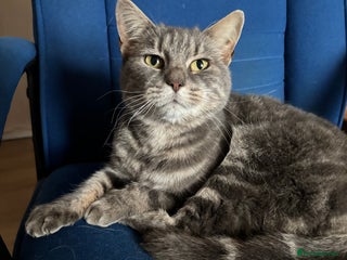 Domestic Shorthair cats A sad rehome - Advert 3