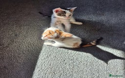 Mixed Breed cats for sale: Sisters to go together - Image 2